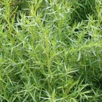 ราคา เมล็ดพันธุ์ รัสเซียน ทาร์รากอน Russian tarragon 20 เมล็ด (3044570732)