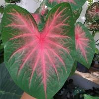 ราคา บอนสีราชินีแห่งใบไม้ เธอชื่อ ช้างเผือกใบบัว และทับทิมสยาม ต้นประมาณ30 ซม พร้อมกระถางขนาด 4 นิ้ว (16761955921)