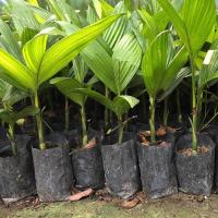 ราคา หมากเกษตรต้นเตี้ย "หมากเบา" (23928282308)