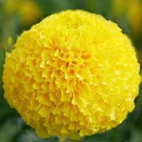 ราคา ดาวเรืองดอกใหญ่สีเหลืองซุปเปอร์บอลถูกที่สุด19บ.เมล็ดพันธุ์ดาวเรืองดอกใหญ่สีเหลือง5-50เมล็ดปลูกง่ายดอกกลมๆใหญ่ๆแน่นๆ (26000830854)