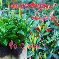 ราคา พริกจินดาแดง / พริกขี้หนูสวน (10921002382)