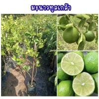 ราคา ต้นมะนาวพันธุ์ทูลเกล้า ไร้เมล็ด☘️กิ่งตอน ลูกใหญ่ เปลือกบาง น้ำเยอะกลิ่นหอม ผลดก ปลูกง่ายโตไว พร้อมส่ง‼️ (50154142443)
