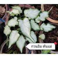 ราคา บอนสี ชื่อ ว่ากวนอิม (10626533324)