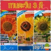 ราคา เมล็ดพันธุ์ 3A ดอกทานตะวัน 3 สี ทานตะวันเหลืองดอกใหญ่ 20 ซม. ทานตะวันแดง ทานตะวันเหลือง (3086107938)
