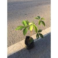 ราคา ต้นพันธุ์ งิ้วแดง พันธุ์ไม้หายาก พร้อมปลูกในถุงดำ 39 บาท งิ้ว ดอกงิ้วใช้ทำน้ำเงี้ยว (41674993898)