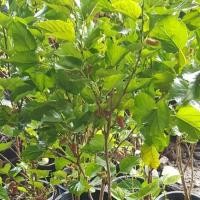 ราคา 1 ต้นหม่อน มัลเบอร์รี่ (mulberry) สายพันธุ์ เชียงใหม่ ลูกใหญ่ พร้อมกระถาง 8 นิ้ว ลำต้นสูง 70-100 ซม (7780856005)