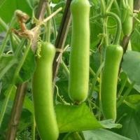 ราคา Long Bottle Gourd Seeds 10 เมล็ด เมล็ดน้ำเต้ายาว เมล็ดพันธุ์ น้ำเต้า พันธุ์ลูกยาว เมล็ดพันธุ์น้ำเต้ายาว Vegetable Seeds (51402996259)