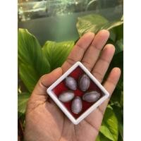 ราคา เบี้ยแก้หลังม่วง กล่อง 5ตัว พร้อมกล่องเก็บ ขนาดเล็ก สำหรับพกพา เบี้ยแก้พุทธคุณป้องกันสิ่งชั่วร้าย (8328213976)