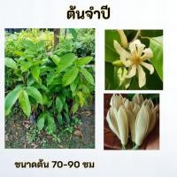 ราคา ต้นจำปี จำปีขาว จำปี (43722929108)