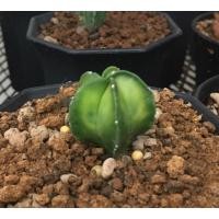 ราคา แคคตัส แอสโตรไฟตัม มายริโอด่าง (3253414356)