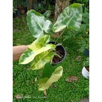 ราคา ฟิโลเดนดรอนเบอร์เบิลมาร์ค ด่างเหลืองสวยมาก (9287706735)