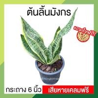 ราคา [แถมปุ๋ยฟรี! เสียหายเคลมฟรี] ลิ้นมังกร ต้นลิ้นมังกร ซุปเปอร์บา กระถาง 6 นิ้ว ลิ้นมังกรทอร์นาโด ต้นไม้ฟอกอากาศ ต้นไม้มงคล (19715037429)