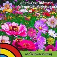 ราคา เมล็ดพันธุ์ดอกไม้ป่าคละสายพันธุ์ 100 เมล็ด เมล็ดพันธุ์ดอกไม้สวยงาม เมล็ดพันธุ์ไม้ประดับ เมล็ดพันธุ์นำเข้า เมล็ดพันธุ์แท้ (27254109602)