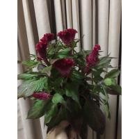 ราคา ต้นหงอนไก่ กระถาง 5"นิ้ว ดอกแดงกำมะหยี่ สีสวย♥️เหมาะกับการตกแต่งสถานที่ (3006941706)