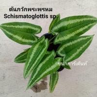 ราคา ต้นกวักพระพรหม กวักพระพรหมด่าง (15487763108)