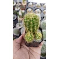 ราคา ดาวล้อมเดือน /แคคตัส กระบองเพชร (13391396029)