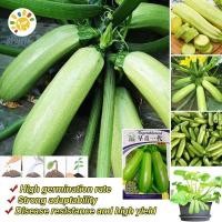 ราคา เมล็ดพันธุ์ ซูกินี ประมาณ Zucchini Squash Seeds Bottle Gourd Vegetable Seeds เมล็ดซูกินี เมล็ดน้ำเต้า เมล็ดพันธุ์ (28232680151)