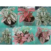 ราคา ขายต้นละอองดาวกระถ่าง5" ไฮโพเอสเทส (Hypoestes) (5059701253)