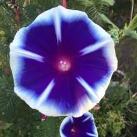 ราคา เมล็ดพันธุ์มอร์นิ่งกลอรี่หรือผักบุ้งฝรั่ง(Morning glory) 8 เมล็ด (1892844117)