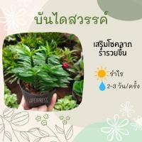 ราคา บันไดเศรษฐี จัดส่งในกระถาง 3 นิ้ว ต้นบันไดเศรษฐี ต้นบันไดเงิน ต้นบันไดสวรรค์ หรือต้นว่านตีนตะขาบ (10358658103)