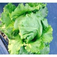 ราคา 16.เมล็ดผักกาดหอมห่อ (20994492941)