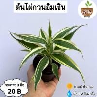 ราคา ไผ่กวนอิมเงิน จัดส่ง 2 ต้นขึ้นไป คละแบบได้ ต้นไม้มงคลจิ๋ว (9019551678)