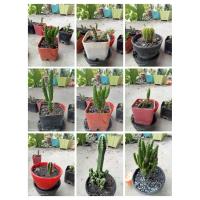 ราคา กระบองเพชรหลากหลายสายพันธุ์ (23057389394)