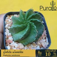 ราคา ต้นยูโฟร์เบีย เมโลฟอร์มิส Euphorbia meloformis #Euphorbia #ไม้โขด #cactus #ยูโฟเบีย (10691875376)