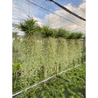 ราคา เคราฤาษี โมบายเคราฤาษีใส่ทิลแลยเซีย สัปปะรดสี หนวดฤาษีตกแต่งสวน ไม้ตกแต่งระเบียง Spanish Moss ( หนวดฤาษี เส้นกลาง ) (19382856606)