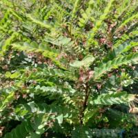 ราคา ต้นธรณีสาร หรือ ว่านธรณีสาร (55853943355)