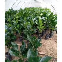 ราคา ส้มโอพันธุ์ทับทิมสยาม ต้นเสียบยอด (แท้)สูง 30-40% เปลือกนุ่มบาง เนื้อส้มโอมีสีชมพูเข้มถึงแดงคล้ายทับทิม (25857909427)