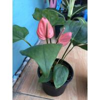 ราคา ดอกหน้าวัวแคระราคาส่ง ราคาถูก (3661022131)