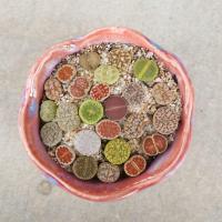 ราคา Lithops ไลทอป หินมีชีวิต คละสายพันธ์ ไม้เพาะเมล็ด จัดส่งทั้งกระถาง (26509113641)