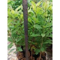 ราคา ต้นจิกน้ำหรือต้นกระโดนน้ำ ต้นละ 35 บาทค่ะ (19369087953)