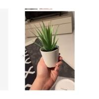 ราคา IKEAshopping IKEA Fejka ขนาดเล็ก ต้นไม้ประดิษฐ์ ต้นไม้ปลอม ตกแต่งบ้าน (42205217549)