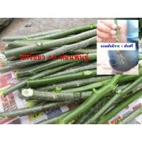 ราคา ผักไชยา ผักชายา 10 ท่อน ผักผงชูรส คะน้าเม็กซิโก (ท่อนพันธ์ุ) ต้นมะละกอกินใบ ราคาถูก ขนาด 20 cm. ปลูกง่าย ใช้แทนผงชูรส (4939499668)