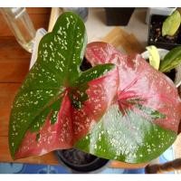 ราคา นางไหม บอนสี Caladium นางไหม บอนสี Caladium (12313602422)
