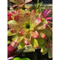 ราคา หน่อ-สับปะรดสีValentine'day #สับปะรดสี #bromeliad #ต้นไม้สวยงาม #ไม้เกาะตอ #ไม้ประดับ #ไม้จัดสวน (25628602556)