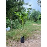 ราคา ปาล์มฟอกซ์เทลสูง 110-140 ซม. (40612009800)