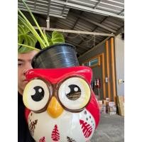 ราคา กระถางต้นไม้เซรามิก ลายนกฮูกแดง ขนาด 7x6นิ้ว ออกใบกำกับภาษีได้ เหมาะสำหรับนักช๊อป&นักสะสม ของตกแต่งบ้าน (27826801522)