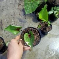 ราคา เศรษฐีพันล้าน (ต้นลูก) พร้อมส่ง!! (22732399099)