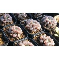 ราคา Haworthia Coperi hyb. (ฮาโวเทียหยดน้ำไม้ชำหน่อ) (5832355437)