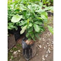 ราคา ต้นมิราเคิล ( ต้นมหัศจรรย์ ) (4853806951)