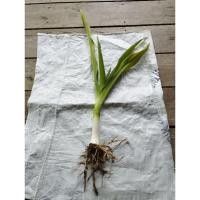 ราคา ต้นพลับพลึงใหญ่ดอกสีขาว 1ต้น 59 บาท (22647982352)