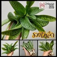 ราคา (5 ต้น คละไซส์) ว่านรวยไม่เลิก ต้นรวยไม่เลิก ไม้ฟอกอากาศ ไม้อวบน้ำ ต้นไม้ m24 (19490754332)