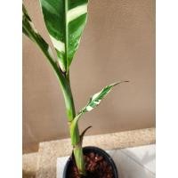 ราคา กล้วยฟลอริด้าด่าง กล้วยด่าง florida (22045804670)