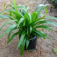 ราคา ต้นเศรษฐีเรือนนอกใบเขียว (5134381930)