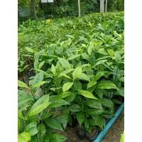 ราคา ต้นกล้ากันเกรา ต้นสูง 20-30 เซน (12038144837)