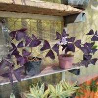 ราคา ผีเสื้อราตรี กระถาง4-6" ( oxalis triangularis) (10782779154)