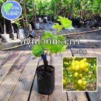 ราคา องุ่นไวท์มะละกา (ตอปักติดตาแตกยอดแล้ว) พันธุ์แท้100% (22033332438)